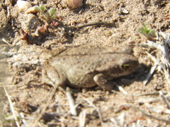 Rhinella arenarum