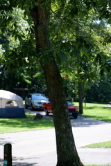 Quercus muehlenbergii