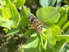 Sericomyia chalcopyga
