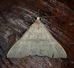 Renia discoloralis