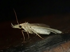Renia discoloralis
