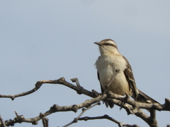 Mimus saturninus