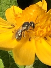 Anthophila