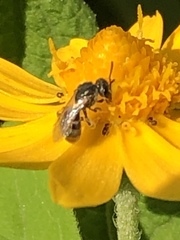 Anthophila