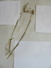 Luzula acuminata acuminata