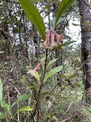Alseuosmia macrophylla