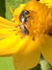 Anthophila