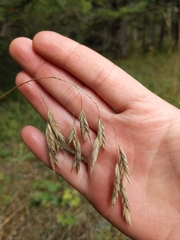 Bromus kalmii