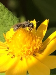 Anthophila