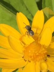 Anthophila