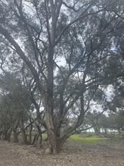 Eucalyptus largiflorens