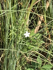 Campanula aparinoides