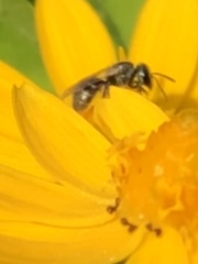 Anthophila