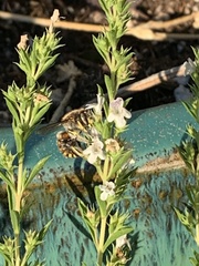 Anthidium manicatum