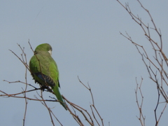 Myiopsitta monachus