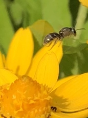 Anthophila