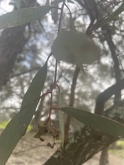 Eucalyptus largiflorens