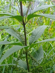 Eutrochium maculatum