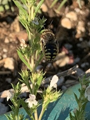 Anthidium manicatum