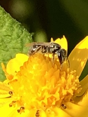 Anthophila
