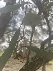Eucalyptus largiflorens