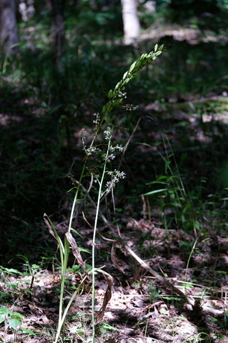 Image of Melanthium woodii by (c) Bonnie Semmling, some rights reserved (CC BY)