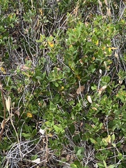 Ceanothus velutinus