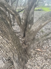 Eucalyptus largiflorens