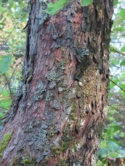Arbutus menziesii
