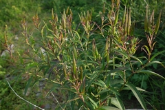 Asclepias incarnata