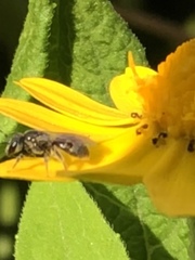 Anthophila