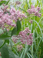 Eutrochium maculatum