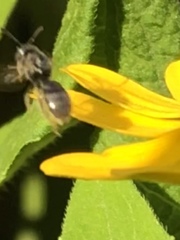 Anthophila