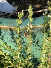 Anthidium manicatum