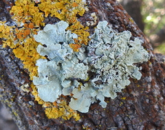 Flavopunctelia flaventior