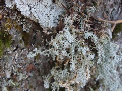 Sphaerophorus tuckermanii