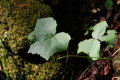 Hydrophyllum canadense