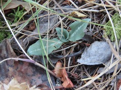 Goodyera oblongifolia