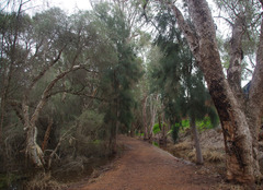 Melaleuca rhaphiophylla