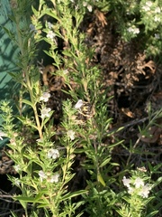 Anthidium manicatum