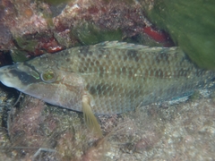 Symphodus tinca