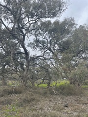Eucalyptus largiflorens