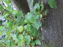 Physocarpus capitatus