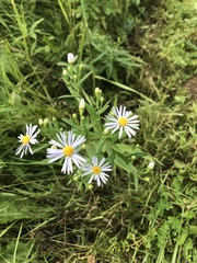 Symphyotrichum laeve