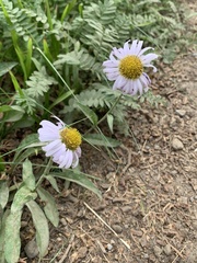 Erigeron glacialis