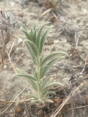 Trichostema lanceolatum