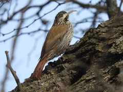 Lepidocolaptes angustirostris