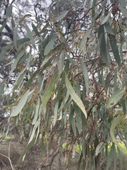 Eucalyptus largiflorens