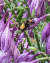 Bombus auricomus