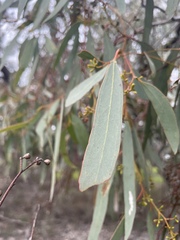 Eucalyptus largiflorens